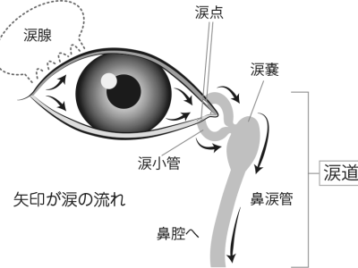 涙道（涙の経路）について