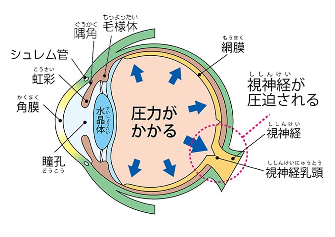 眼圧とは（目の中の仕組み）